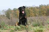 BEAUCERON 311